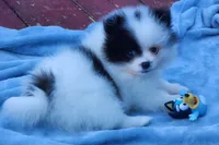 Koona, a female Pomeranian for sale in Tenino, WA – 1 of 5