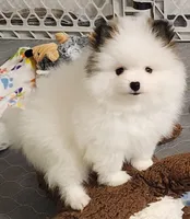 China, a female Pomeranian for sale in Tenino, WA – Photo 2 of 8