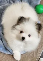 China, a female Pomeranian for sale in Tenino, WA – Photo 8 of 8