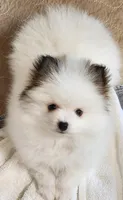 China, a female Pomeranian for sale in Tenino, WA – Photo 7 of 8