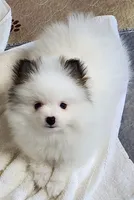 China, a female Pomeranian for sale in Tenino, WA – Photo 5 of 8