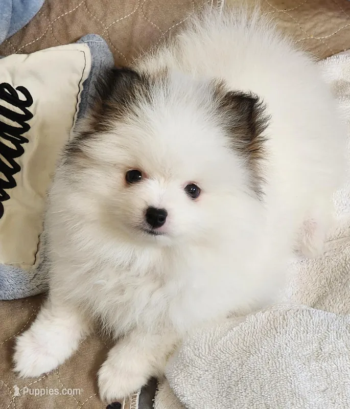 China, a female Pomeranian for sale in Tenino, WA – Photo 1 of 8