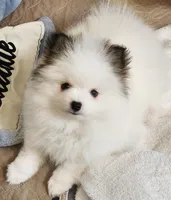 China, a female Pomeranian for sale in Tenino, WA – Photo 1 of 8