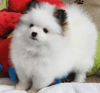 China, a female Pomeranian for sale in Tenino, WA – Photo 4 of 8