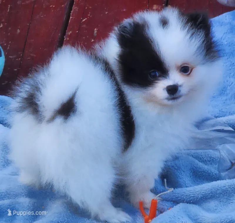 Koona – Pomeranian puppy for sale in Tenino, WA