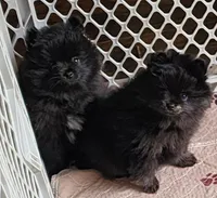 Rusty, a male Pomeranian for sale in Tenino, WA – 2 of 7