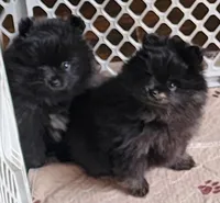 Rusty, a male Pomeranian for sale in Tenino, WA – 5 of 7