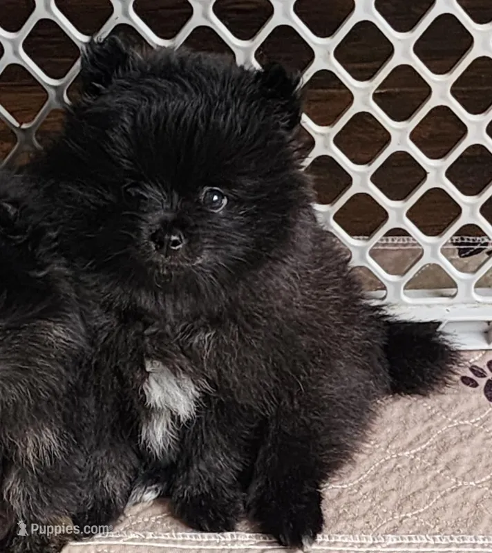 Rusty – Pomeranian puppy for sale in Tenino, WA