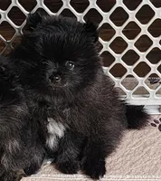 Rusty, a male Pomeranian for sale in Tenino, WA – 1 of 7