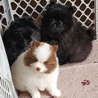 Rusty, a male Pomeranian for sale in Tenino, WA – 3 of 7