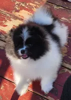 Grace, a female Pomeranian for sale in Tenino, WA – 4 of 6