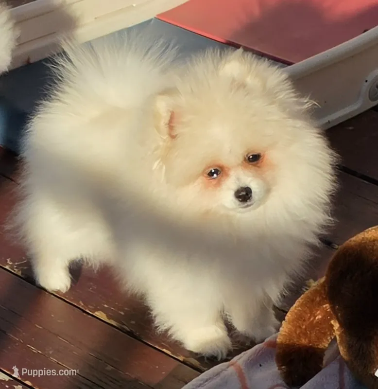 Mr. Pickles – Pomeranian puppy for sale in Tenino, WA