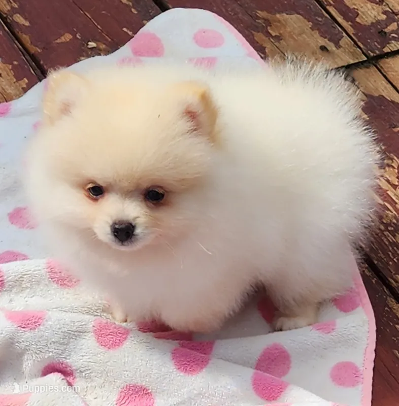 Stella  – Pomeranian puppy for sale in Tenino, WA