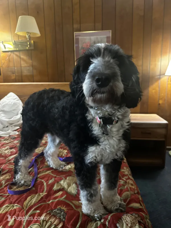 Bell, a female Sheepadoodle for sale in Milton, FL – 1 of 4