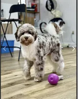 Maize , a  Sheepadoodle for sale in Milton, FL – 6 of 7