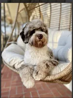 Maize , a  Sheepadoodle for sale in Milton, FL – 5 of 7