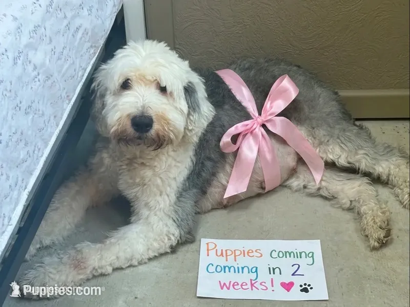 Maize  – Sheepadoodle puppy for sale in Milton, FL