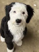 Maize , a  Sheepadoodle for sale in Milton, FL – 1 of 7