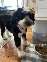 Bell, a female Sheepadoodle for sale in Milton, FL – 3 of 4