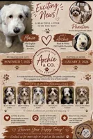 Maize , a  Sheepadoodle for sale in Milton, FL – 4 of 7