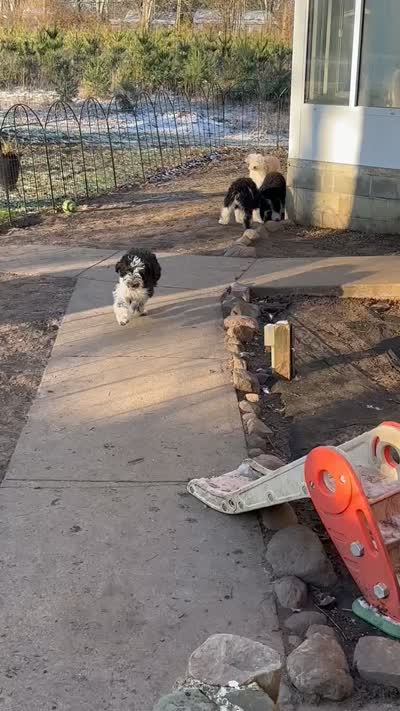 Bell, a female Sheepadoodle for sale in Milton, FL – 4 of 4