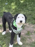 Maize , a  Sheepadoodle for sale in Milton, FL – 7 of 7