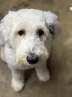 Maize , a  Sheepadoodle for sale in Milton, FL – 2 of 7