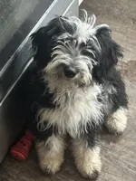 Bell, a female Sheepadoodle for sale in Milton, FL – 2 of 4