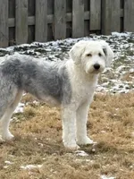 Maize , a  Sheepadoodle for sale in Milton, FL – 3 of 7