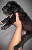 Hank the Tank, a male Great Dane and English Mastiff for sale in Davisville, MO – 1 of 7