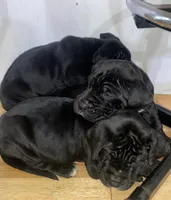 Hank the Tank, a male Great Dane and English Mastiff for sale in Davisville, MO – 6 of 7