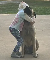 Hank the Tank, a male Great Dane and English Mastiff for sale in Davisville, MO – 2 of 7