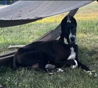 Hank the Tank, a male Great Dane and English Mastiff for sale in Davisville, MO – 5 of 7