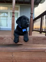 Blue Boy, a male Labrador Retriever for sale in Gonzales, TX – 2 of 2