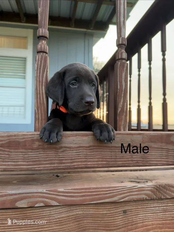 Orange Male  – Labrador Retriever puppy for sale in Gonzales, TX