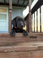 Orange Male , a male Labrador Retriever for sale in Gonzales, TX – 1 of 5