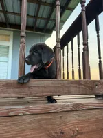 Orange Male , a male Labrador Retriever for sale in Gonzales, TX – 3 of 5
