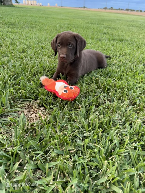 Pink Female  – Labrador Retriever puppy for sale in Gonzales, TX