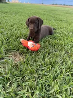 Pink Female , a female Labrador Retriever for sale in Gonzales, TX – 1 of 2