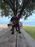 Orange Male , a male Labrador Retriever for sale in Gonzales, TX – 5 of 5