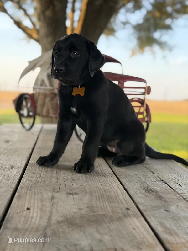 Yellow Female  – Labrador Retriever puppy for sale in Gonzales, TX