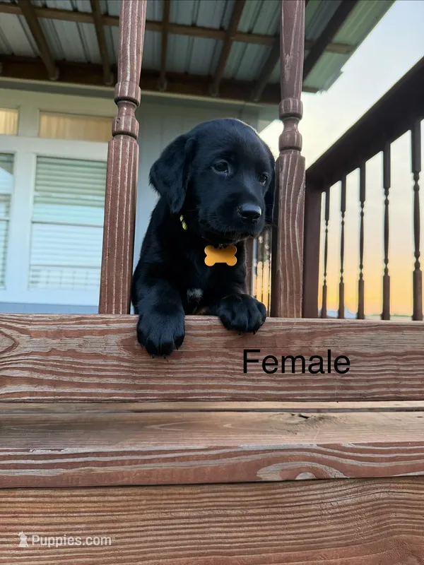 Yellow Female  – Labrador Retriever puppy for sale in Gonzales, TX