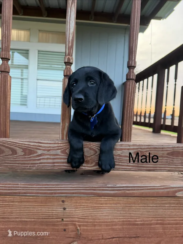 Blue Boy – Labrador Retriever puppy for sale in Gonzales, TX
