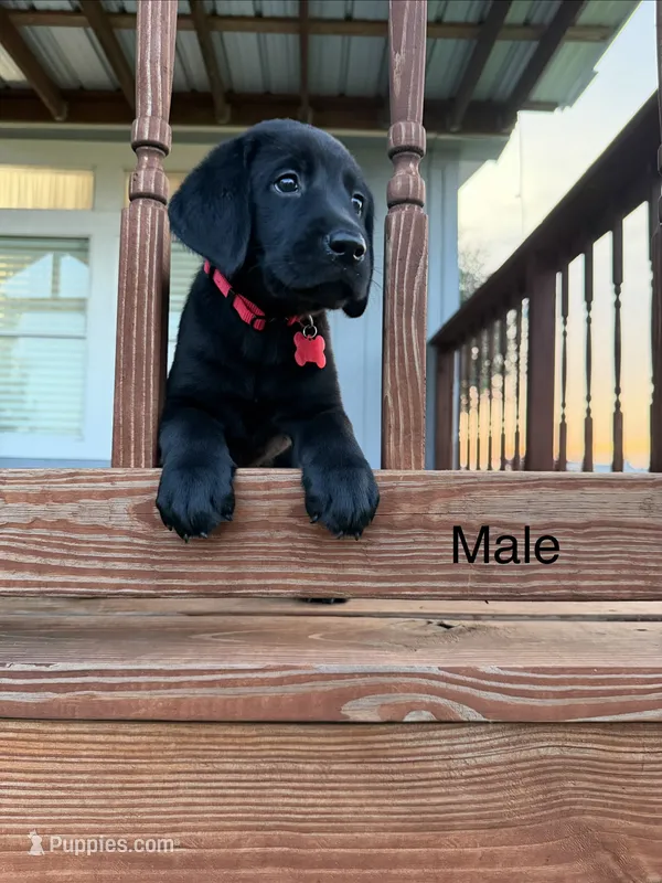 Red Male – Labrador Retriever puppy for sale in Gonzales, TX