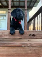 Red Male, a male Labrador Retriever for sale in Gonzales, TX – 1 of 1