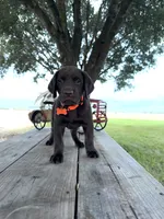 Orange Male , a male Labrador Retriever for sale in Gonzales, TX – 4 of 5