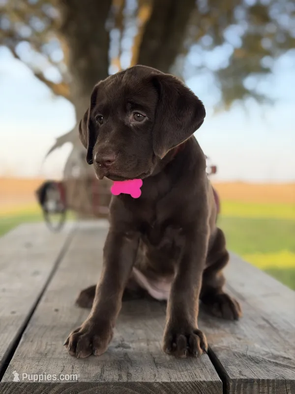 Pink Female  – Labrador Retriever puppy on hold in Gonzales, TX