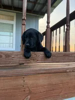 Purple Female , a female Labrador Retriever for sale in Gonzales, TX – 2 of 2