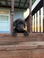 Orange Male , a male Labrador Retriever for sale in Gonzales, TX – 2 of 5