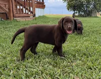 Pink Female , a female Labrador Retriever for sale in Gonzales, TX – 2 of 2